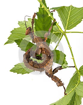 Extatosoma tiaratum tiaratum - spiny leaf