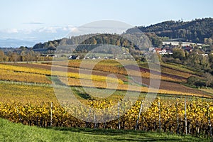 Extended vineyards near the town of Immenstaad, Bodensee, Germany