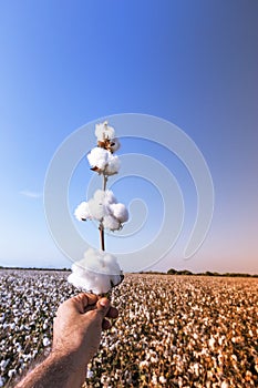 Extension of the cotton stalk towards the sun. The earliest evidence of cotton use in the Indian subcontinent has been found