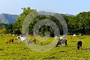 Extensive cattle farming in tropical climate