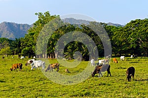 Ampio bestiame agricoltura tropicale clima 