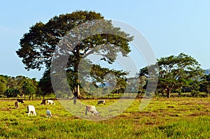 Extensive cattle farming in tropical climate photo