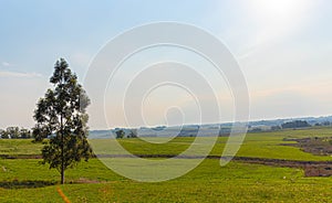 Extensive cattle ranch in southern Brazil photo
