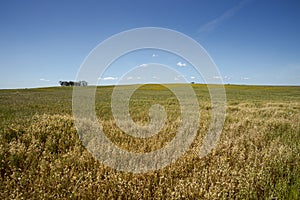 Extensive dry farming of cereals in the Castro Verde Special Protection Area