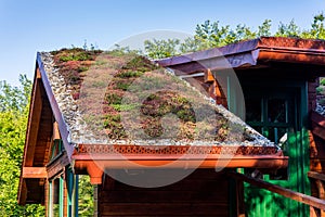 Extensive green ecological living sod roof covered with vegetation mostly sedum sexangulare