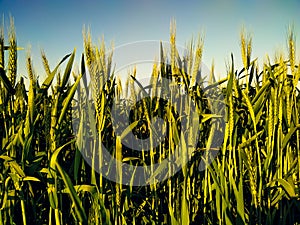 Extensive green and gold fiel with wheat plantation