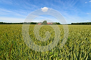 Extensive green grain field with a farm in the background