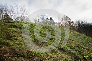 Extensive green living sod roof with vegetation seen from inside