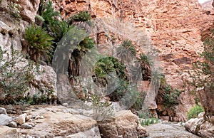 Extensive greenery and date palms grows on the mountainsides in the gorge Wadi Al Ghuwayr or An Nakhil and the wadi Al Dathneh