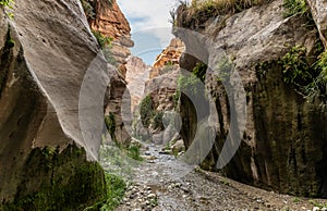 Extensive greenery and the palms grows on the mountainsides on the both sides of the shallow stream in the gorge Wadi Al Ghuwayr