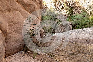 Extensive greenery and palms trees grows on mountainsides in gorge Wadi Al Ghuwayr or An Nakhil and wadi Al Dathneh near Amman in