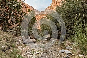 Extensive greenery and the trees grows on the mountainsides on the both sides of the shallow stream in the gorge Wadi Al Ghuwayr