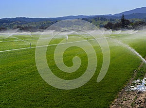 Extensive irrigation on a green field photo