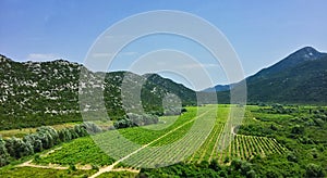 Extensive Vineyards, Serbia