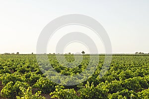 Extensive vineyards landscape in La Mancha, Spain