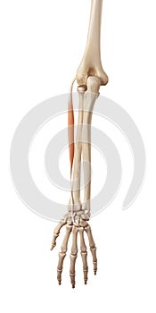 The extensor carpi radialis brevis