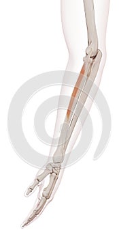 The extensor carpi radialis brevis