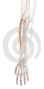 The extensor carpi radialis longus