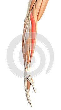 The extensor carpi radialis longus