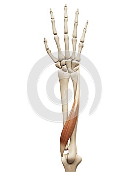 The extensor carpi ulnaris