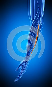 The extensor digiti minimi