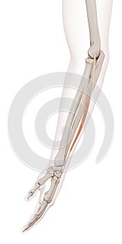 The extensor digiti minimi