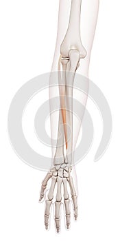 The extensor digiti minimi