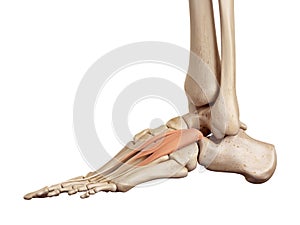 The extensor digitorum brevis