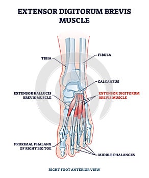 Extensor digitorum brevis muscle for foot phalanges movement outline diagram