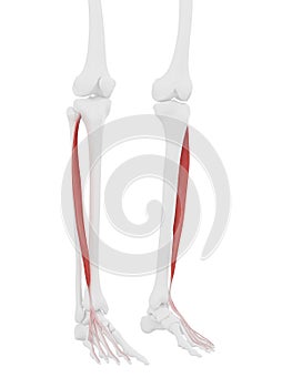 The Extensor Digitorum Longus