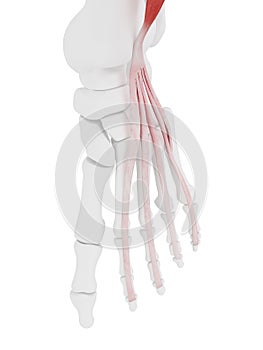 The Extensor Digitorum Longus