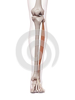 The extensor digitorum longus