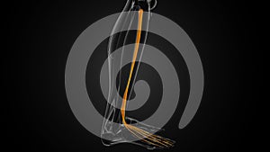 What is the function of extensor digitorum longus?