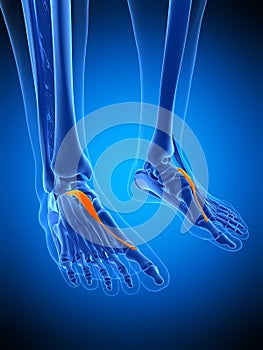 The extensor hallucis brevis