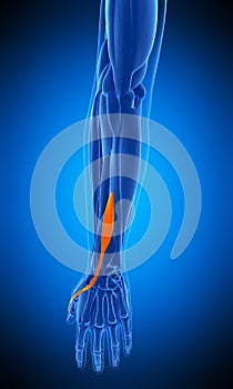 The extensor indicis