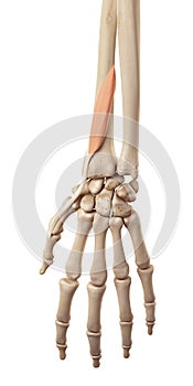 The extensor pollicis brevis