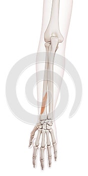 The extensor pollicis brevis