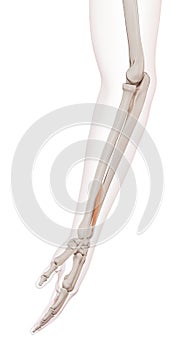 The extensor pollicis brevis