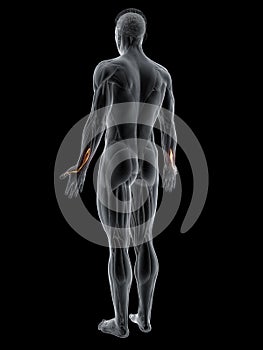 the extensor pollicis longus