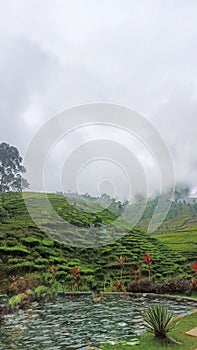 extent of tea plantations in Brebesto Central Java