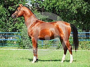 Exterior of beautiful bay young arabian stallion