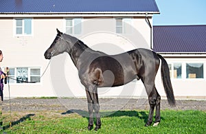 Exterior of beautiful  black colt.  sportive russian breed, Orlov-Rostopchin breed