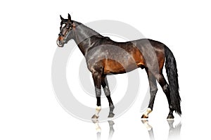 Exterior beautiful horse. Isolate on white background