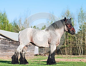 Exterior of Belgian draught horse. photo