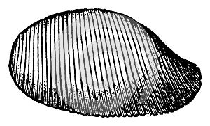 Exterior of Bulla Gastropod, vintage illustration