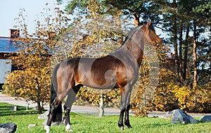Exterior of dark bay sportive welsh pony stallion