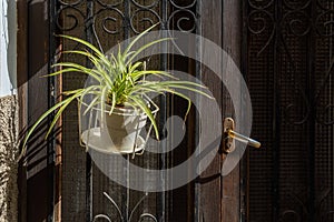 Exterior door of a house decorated with plants