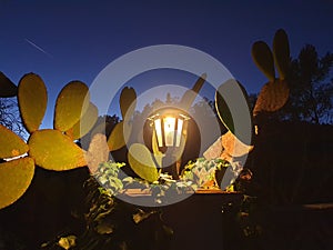 Exterior lantern during the night, streetlamp covered by cactus in Spain