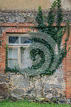 Exterior of an old stone and brick house with vintage window frame, covered with creeper plant