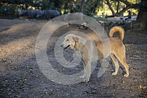 Exterior portrait conformation brown dog standing  in summer day